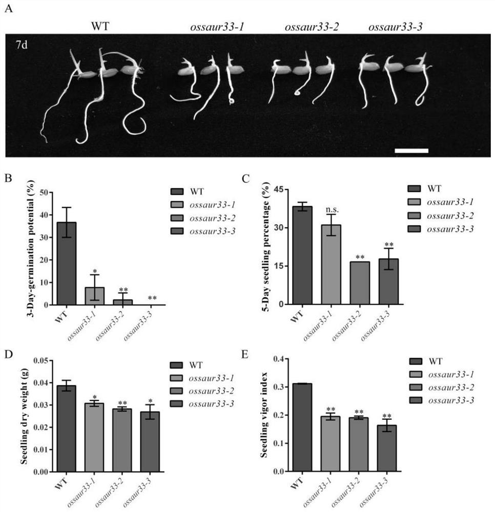 Application of Rice Auxin Responsive Genes