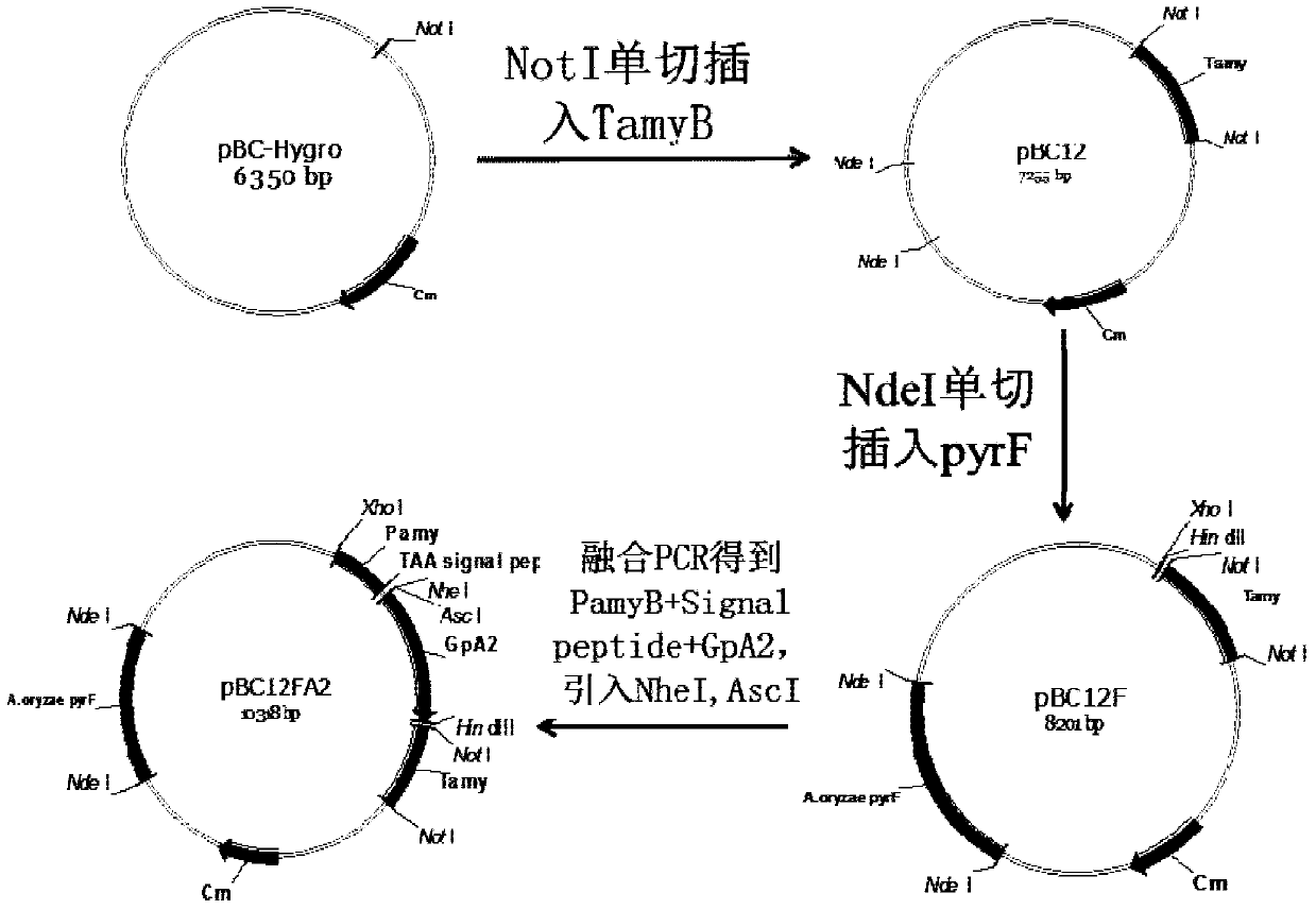 Low-temperature alpha-amylase originated from fungus and coding gene and application of low-temperature alpha-amylase