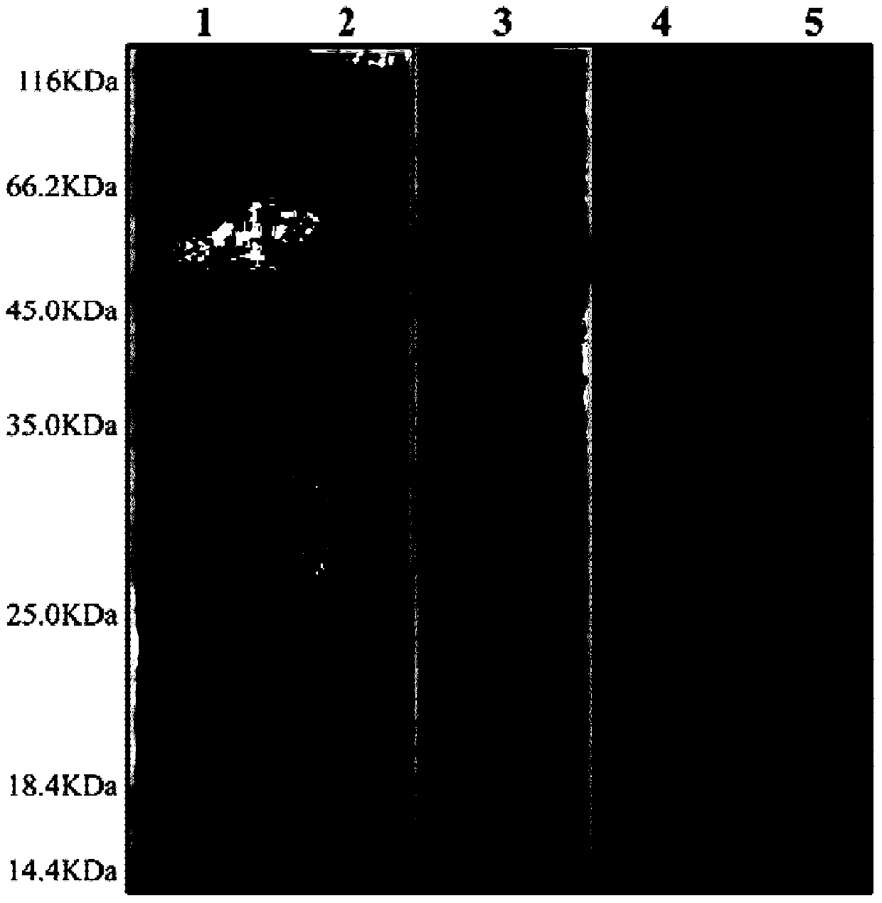 Low-temperature alpha-amylase originated from fungus and coding gene and application of low-temperature alpha-amylase