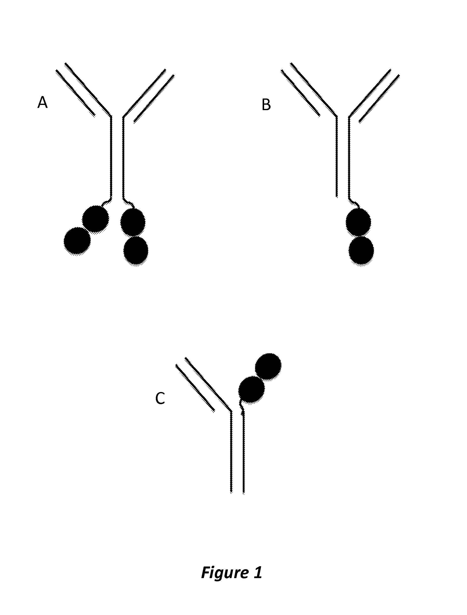 P97 fusion proteins