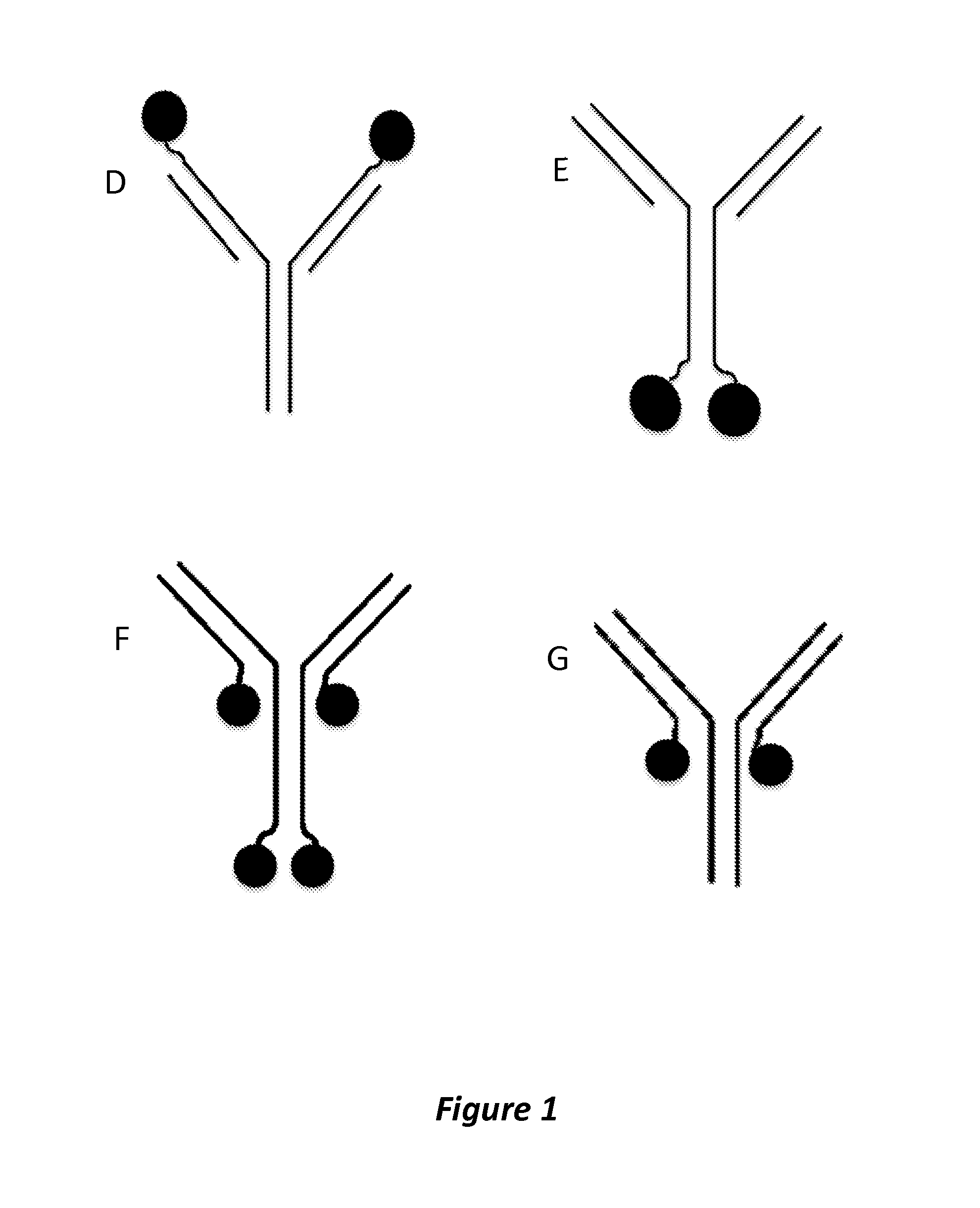 P97 fusion proteins