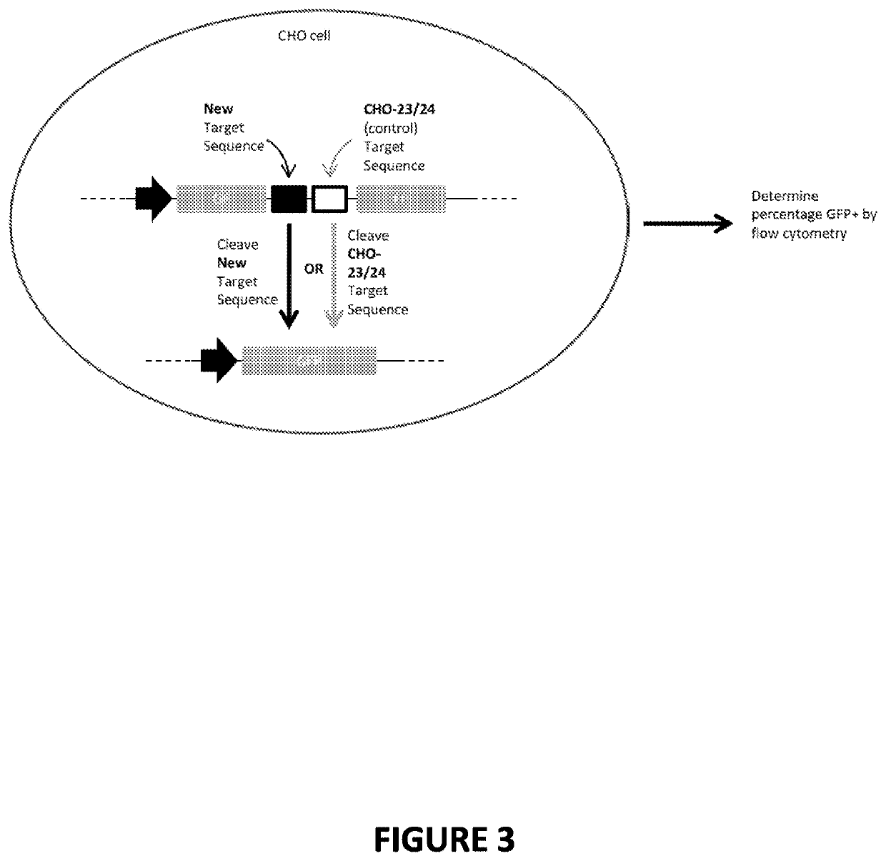 Engineered meganucleases specific for recognition sequences in the pcsk9 gene