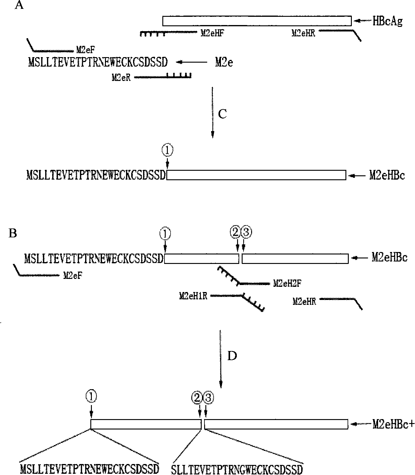 Polypeptide vaccine for resisting multiple hypotype avian influenza viruses and preparation method thereof