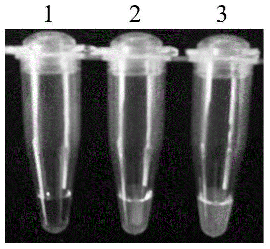 Primer set and application thereof for detecting koi herpesvirus sph gene