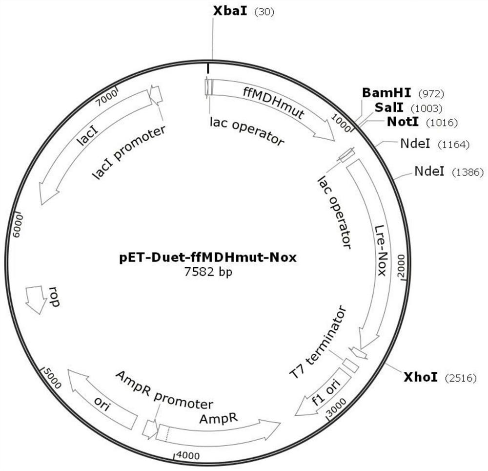 L-malate dehydrogenase mutant and application thereof