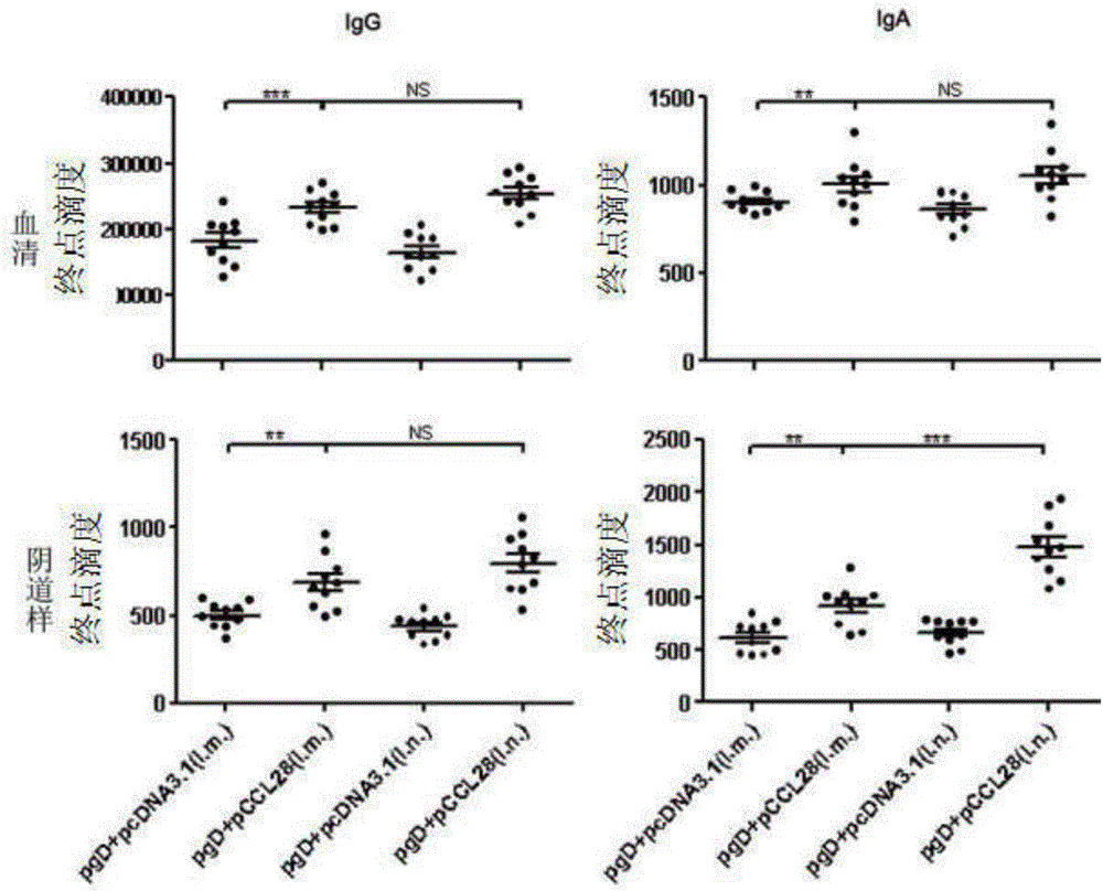 HSV-2 DNA vaccine used by mucous membranes, as well as preparation method and application thereof