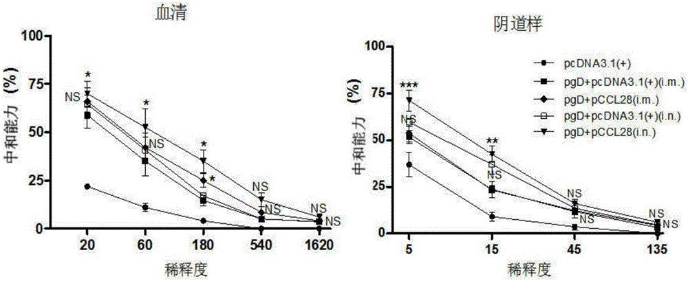 HSV-2 DNA vaccine used by mucous membranes, as well as preparation method and application thereof