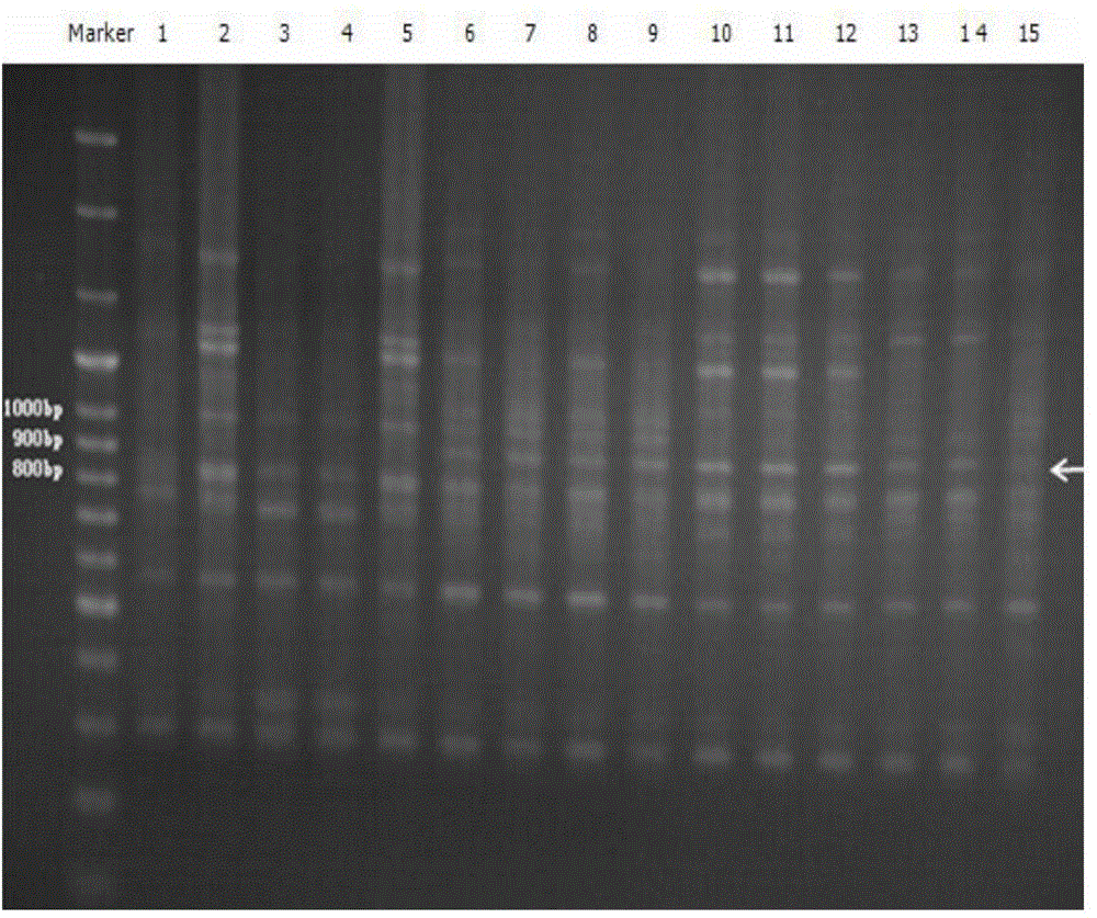 A DNA molecular identification method for Luchuan pig and its meat products