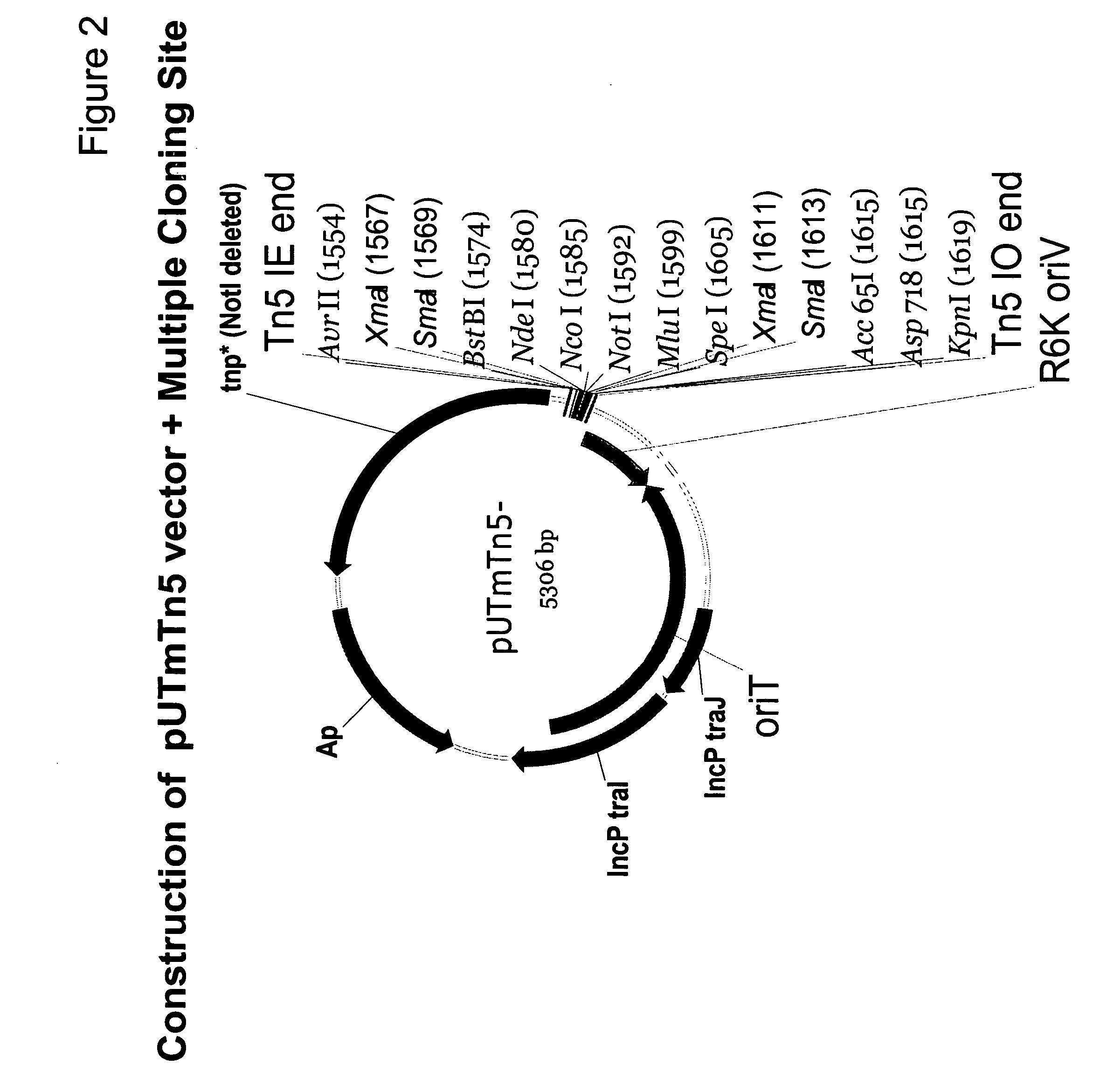 Process for chromosomal expression of foreign genes in the fliC region of a methylotrophic microbial host cell