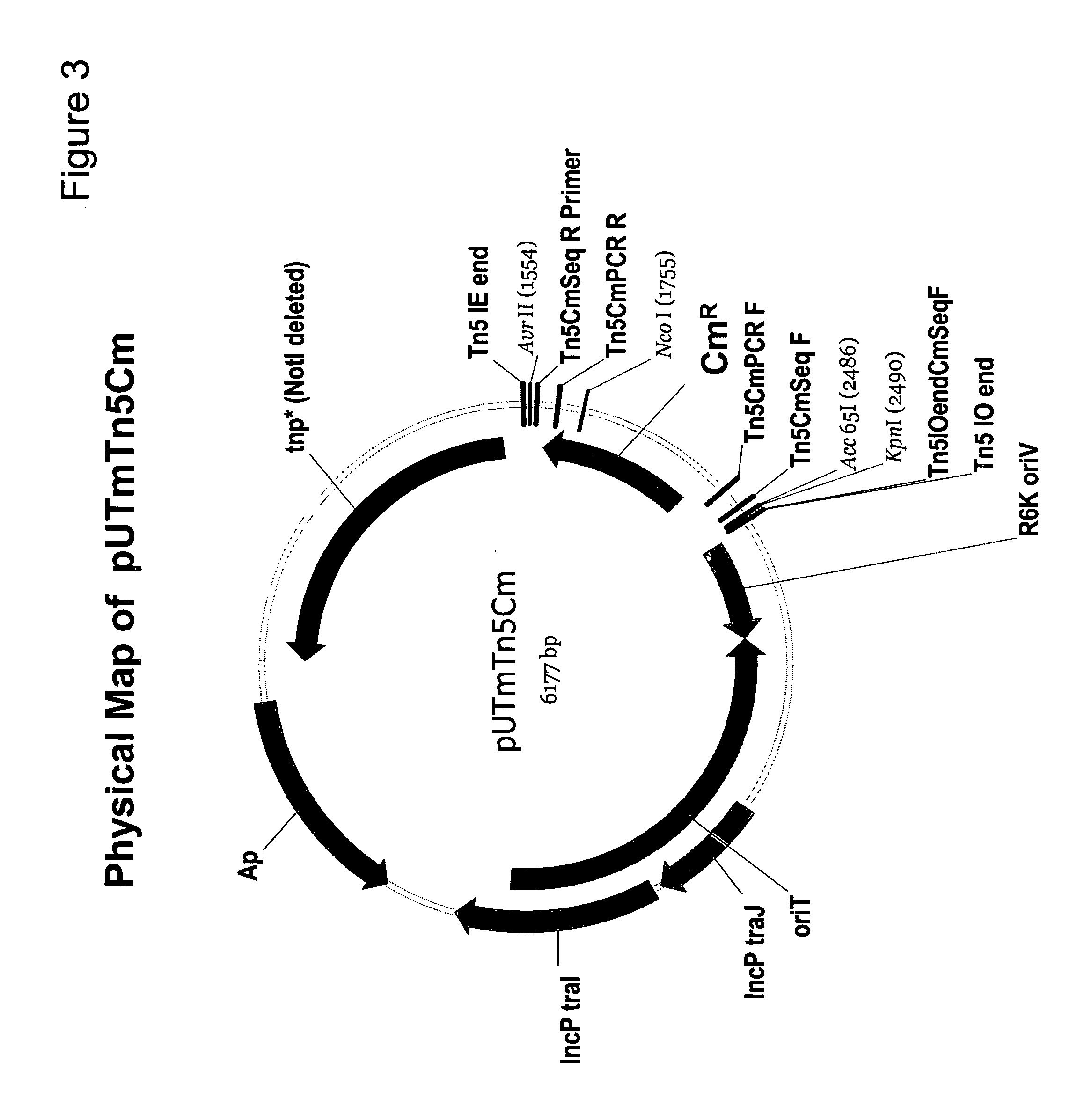 Process for chromosomal expression of foreign genes in the fliC region of a methylotrophic microbial host cell