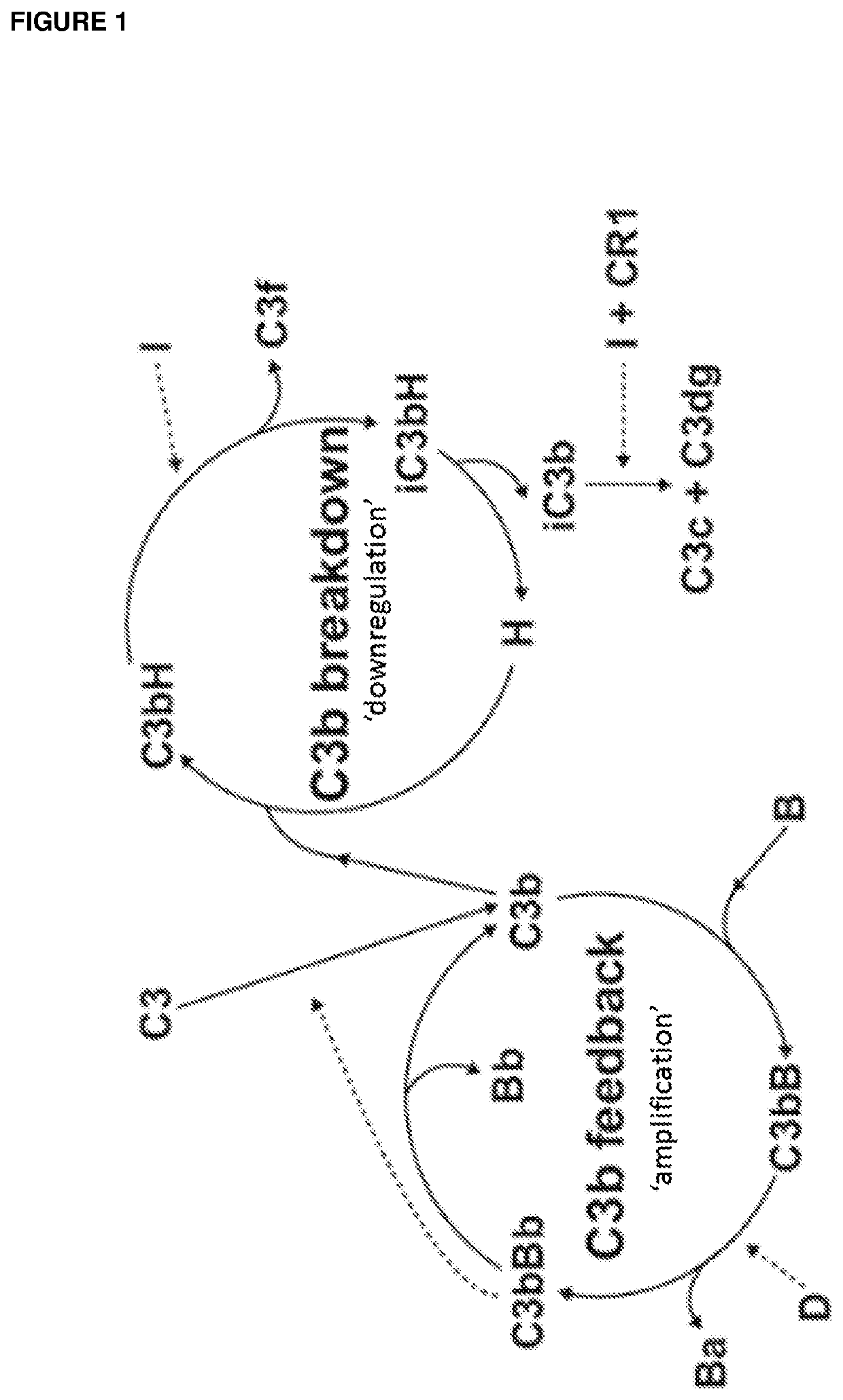 Complement factor i and complement factor i cofactor, vectors encoding therefor and therapeutic use