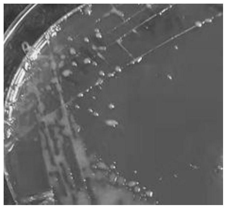 A kind of Lactobacillus fermentum for preventing and treating hyperuricemia and its composition and application