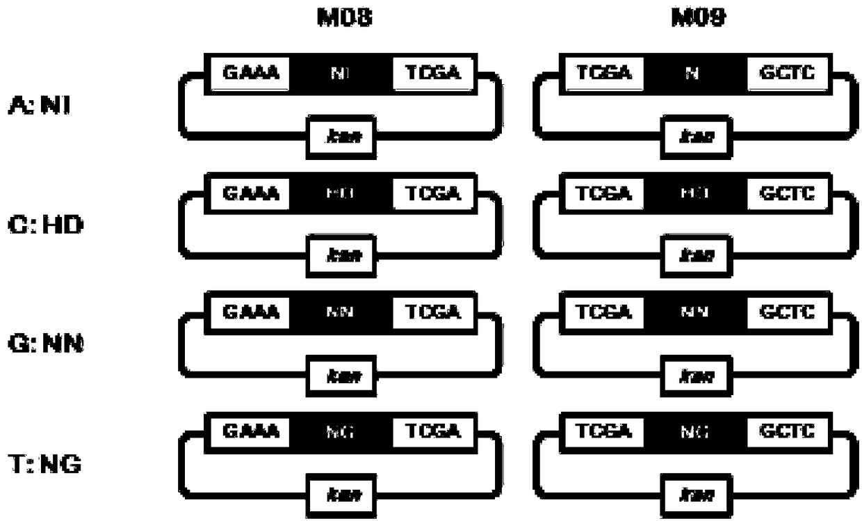 A dual RVD unit module library for efficient construction of talen and its construction method