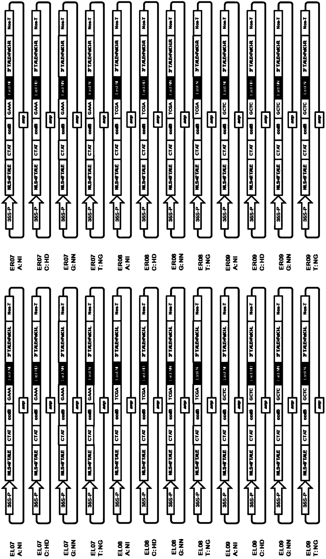 A dual RVD unit module library for efficient construction of talen and its construction method