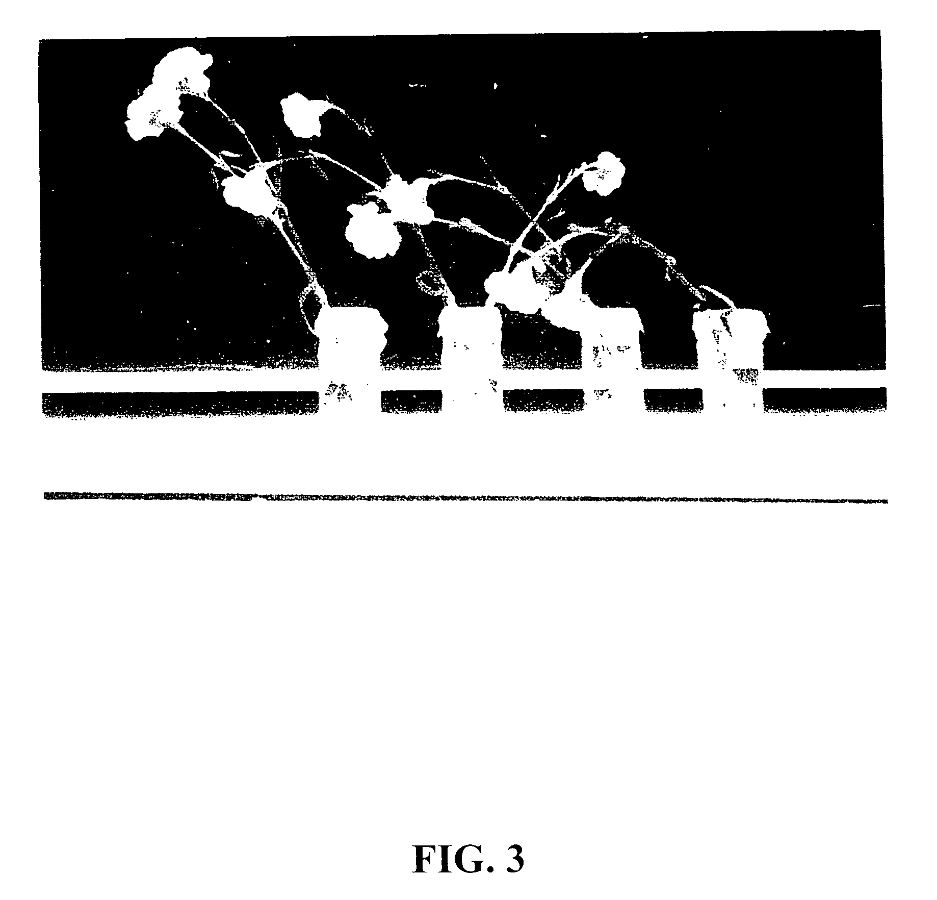 Methods for extending the freshness of cut flowers, ornamental trees, and plant cuttings