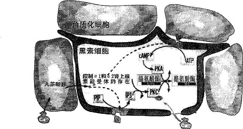 Skin care product for skin whitening and preparation method thereof