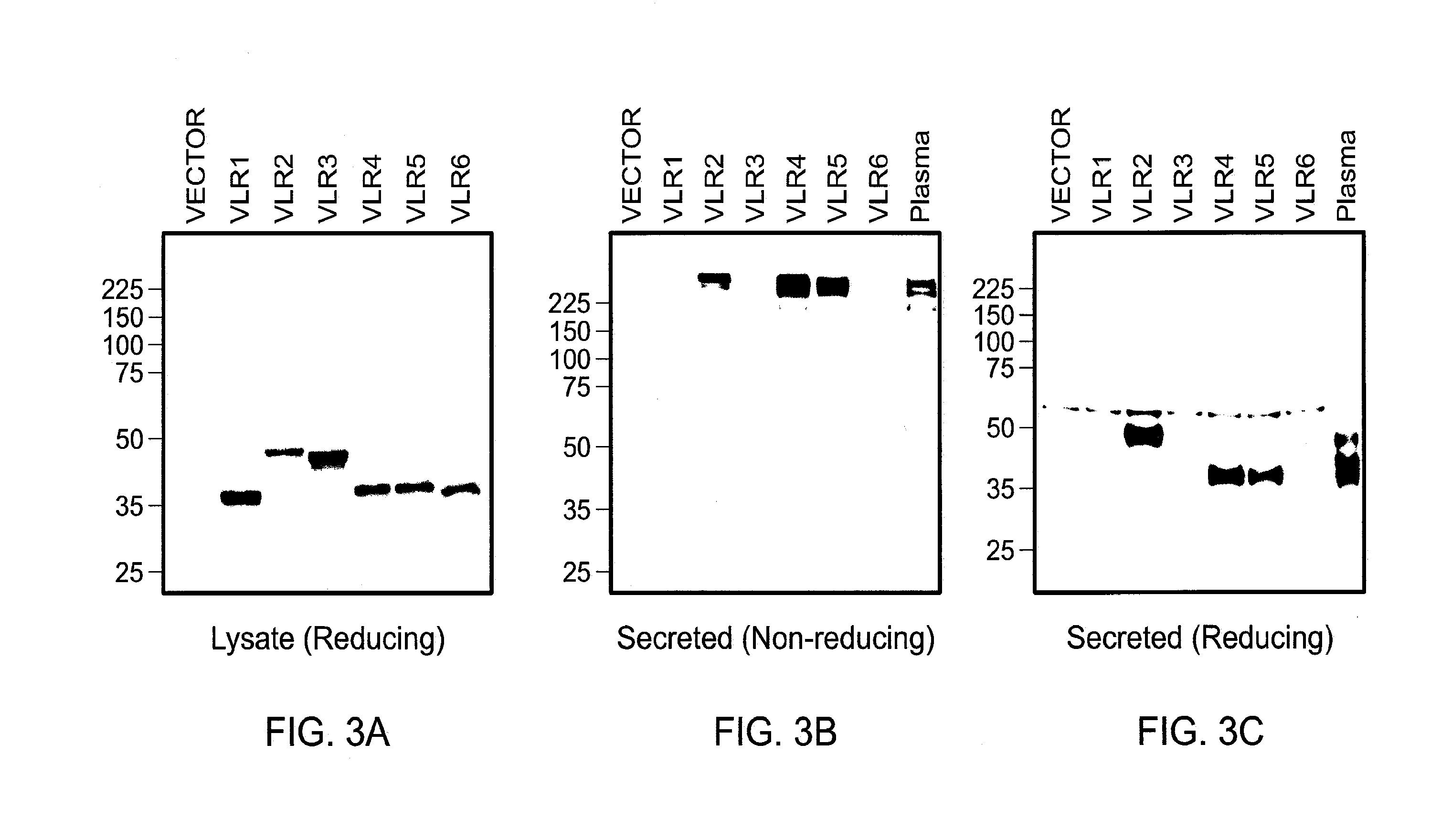 Methods and compositions related to soluble monoclonal variable lymphocyte receptors of defined antigen specificity