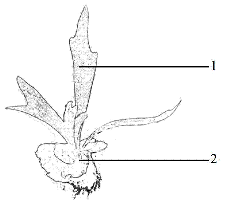 Method for inversely suspended cultivating platycerium