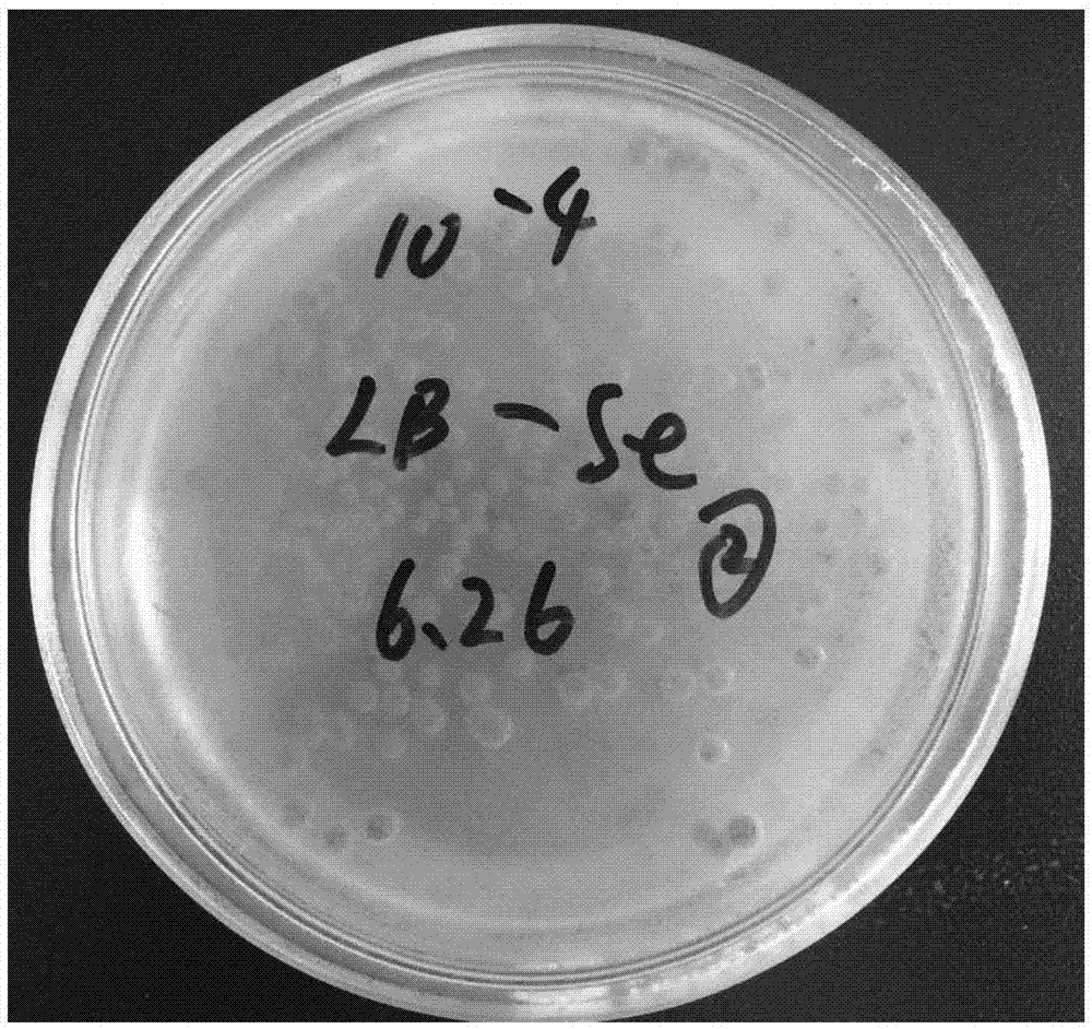 Method for synthesizing selenium and bismuth selenide nano material by using lysinibacillus sp.