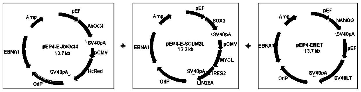 A method for reprogramming human blood cells into iPSCs via salamander Oct4