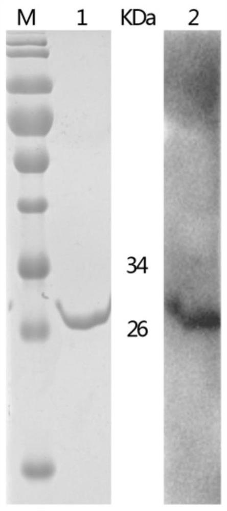 Test strip for detecting CD2v and MGF360 mucous membrane antibodies of African swine fever viruses and application of test strip