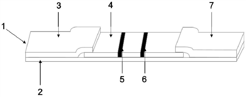 Test strip for detecting CD2v and MGF360 mucous membrane antibodies of African swine fever viruses and application of test strip