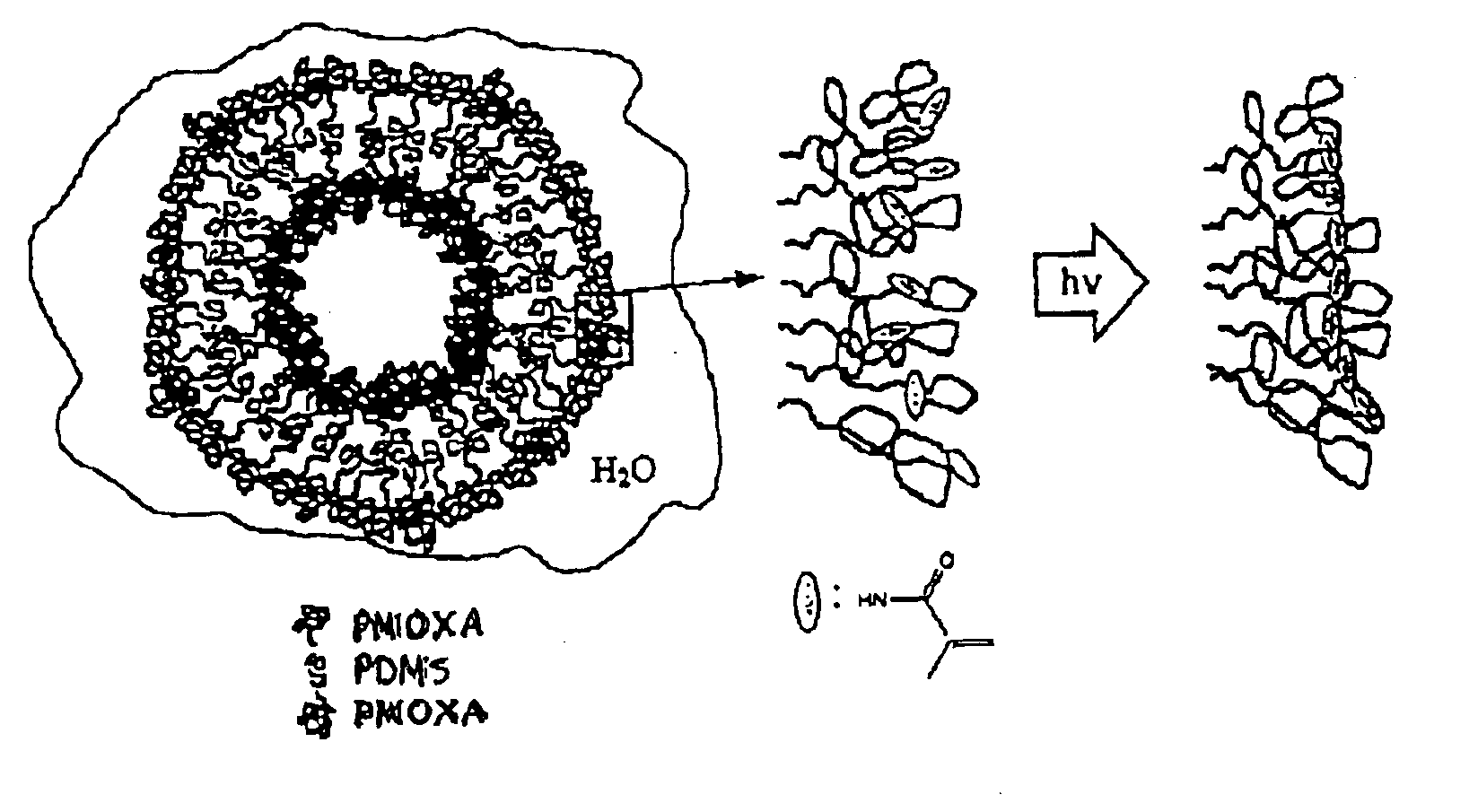 Amphiphilic polymeric vesicles