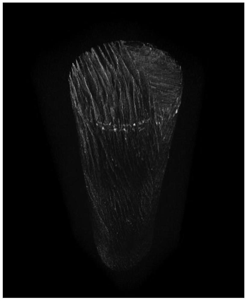 Preparation method, product and application of superhydrophobic porous fiber with oriented pore structure