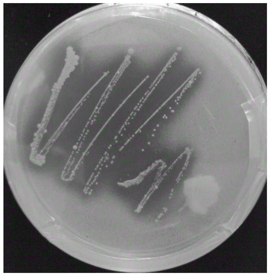 Lactobacillus casei strain Qian working leavening agent product and intestinal tract regulating health use thereof