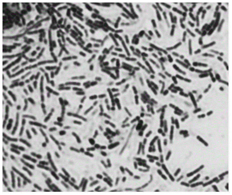 Lactobacillus casei strain Qian working leavening agent product and intestinal tract regulating health use thereof