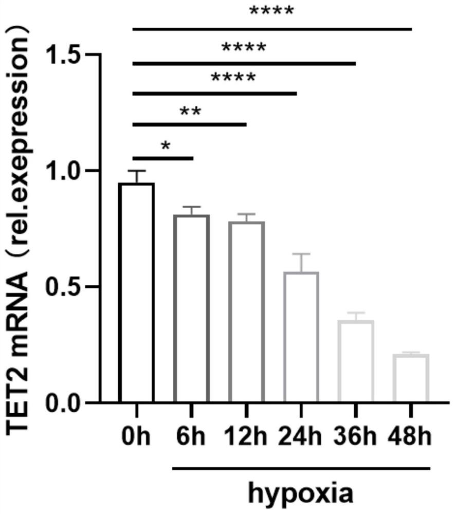 Application of TET2 as target in treatment of ischemic vascular diseases