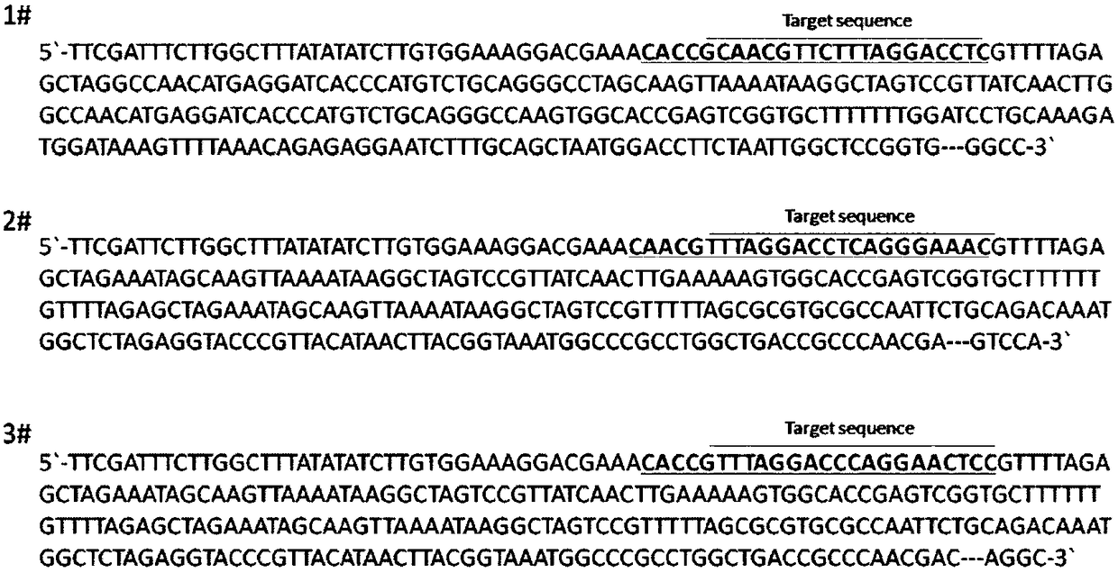 SgRNA specifically targeting human RSPO2 gene in CRISPR-Cas9 system and activation method and application thereof