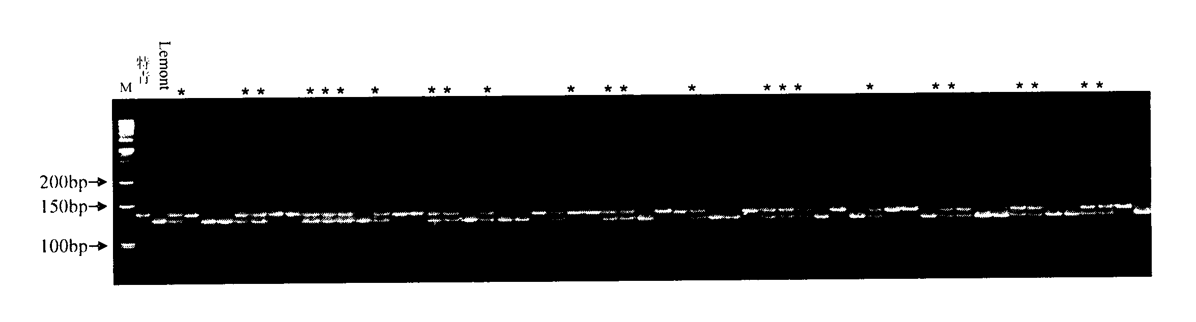 Anti-ustilaginoidea virens major gene and molecular marker thereof