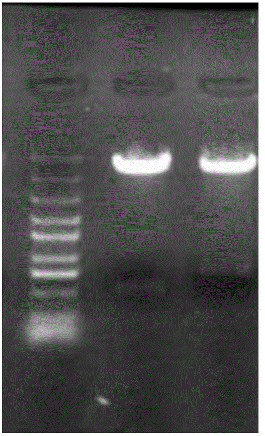 HSV-2 antigen based DC cell and targeting immune cell population, and preparation method and application thereof