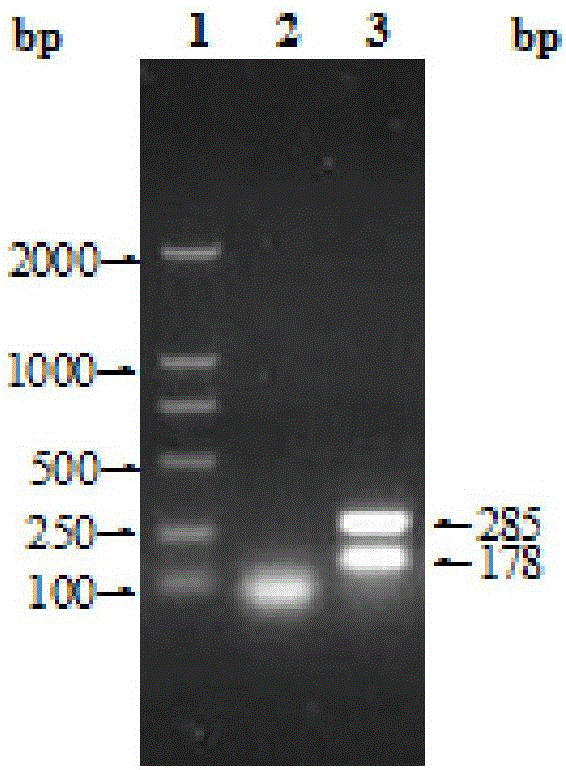 Brucella antibody detecting test strip