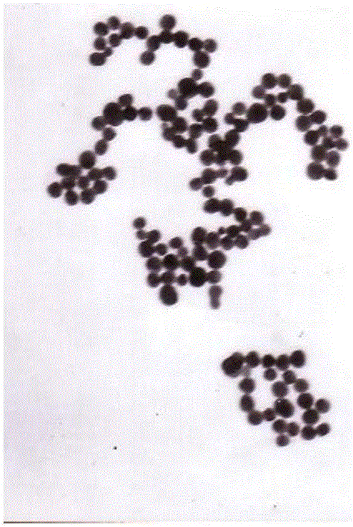 Brucella antibody detecting test strip