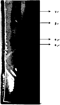 Extraction method for bioactive collagen