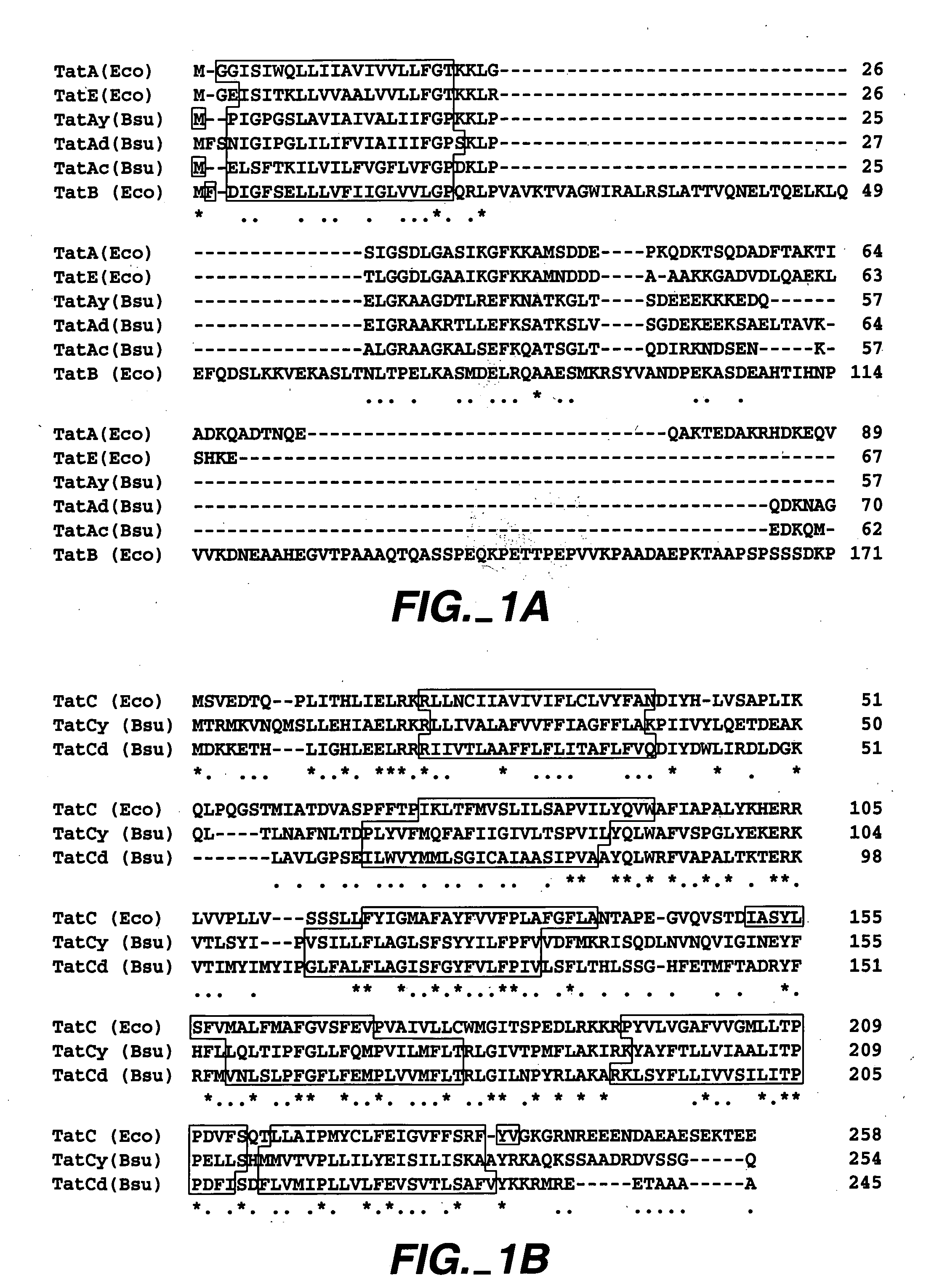 Twin-arginine translocation in Bacillus