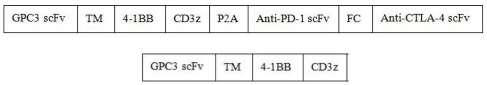 Immune cell capable of secreting bispecific antibody and application of immune cell