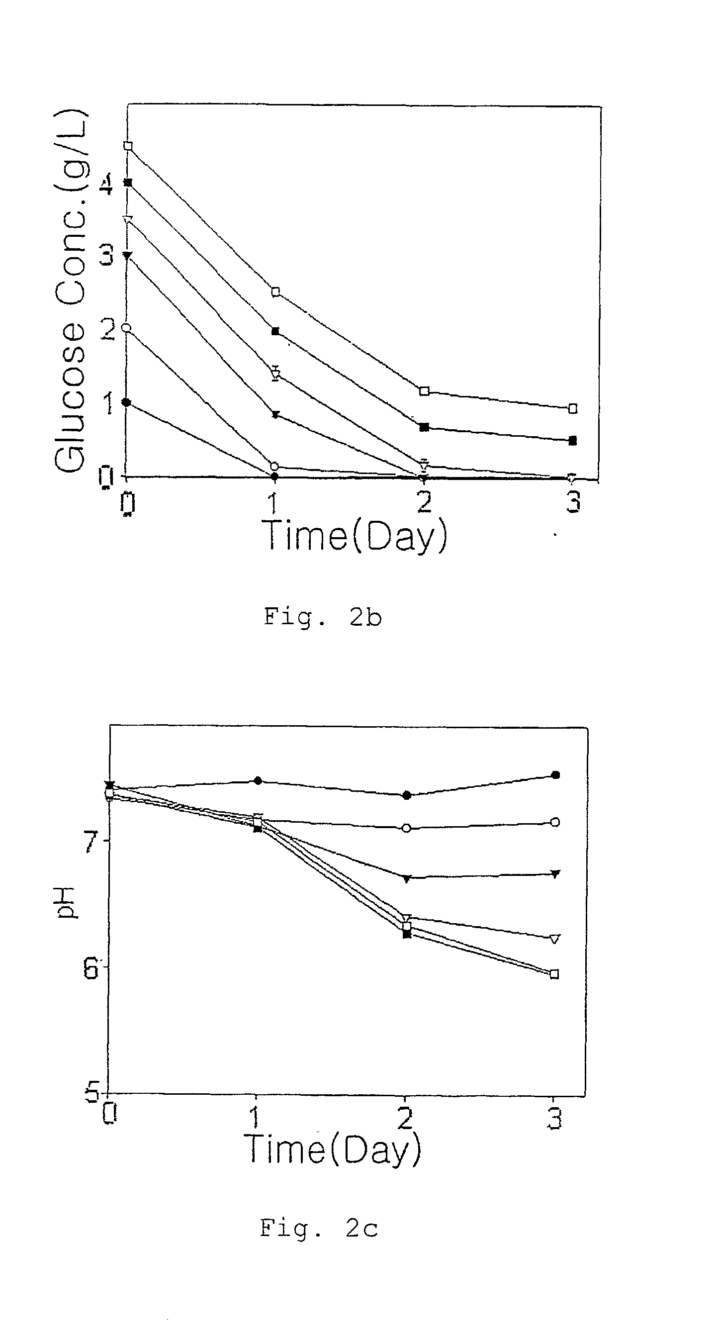 Therapeutic agent for ischemia which inhibits apoptosis under ischemic condition