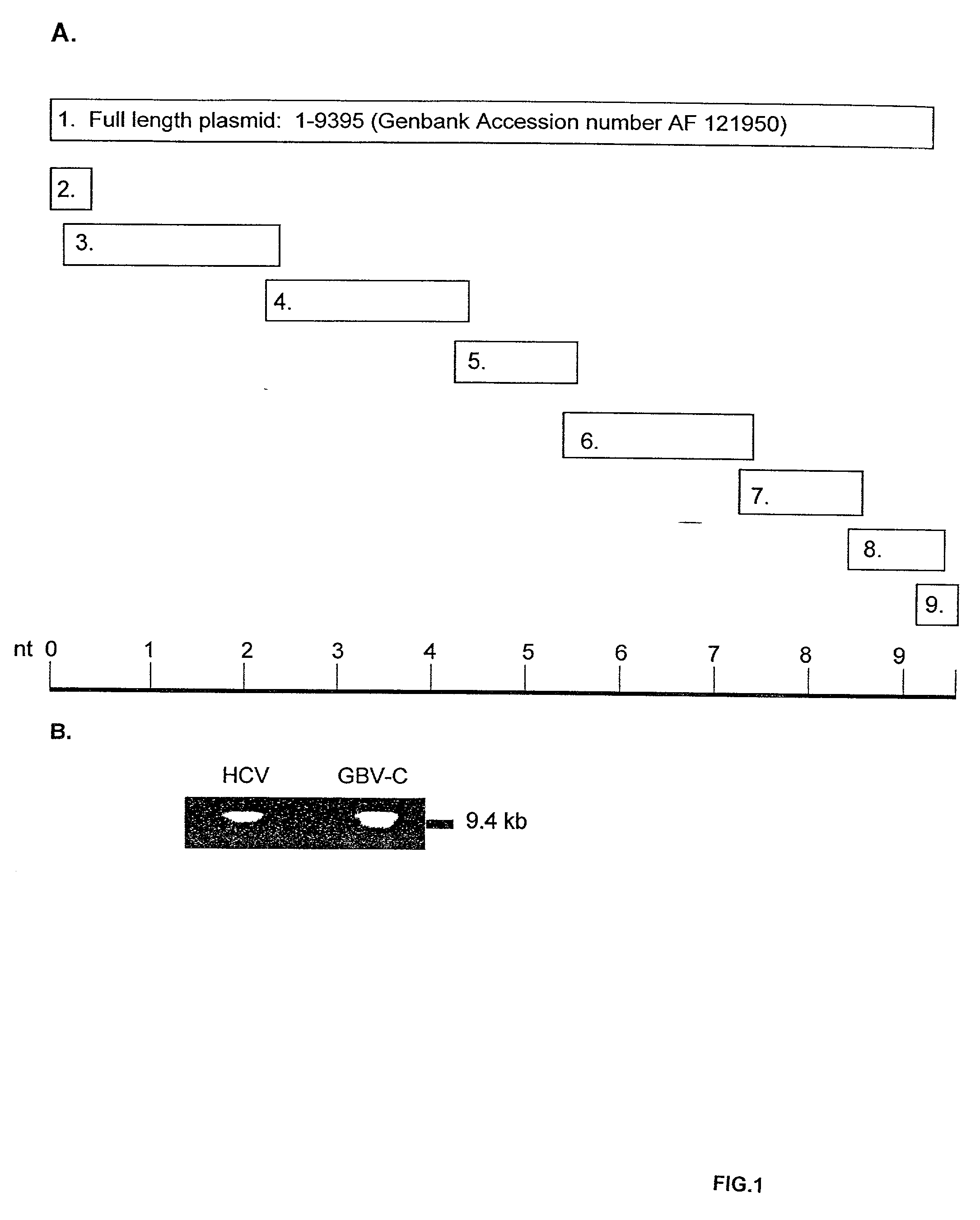 Full-length GB virus C (hepatitis G virus) RNA transcripts are infectious in primary CD4 positive T cells and methods of treating HIV