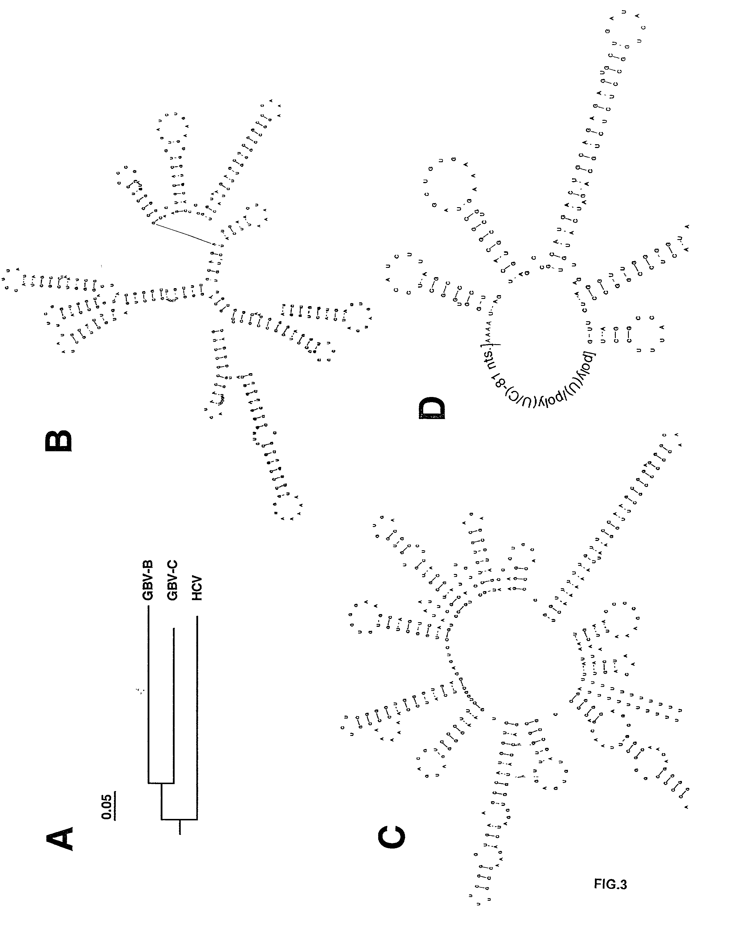 Full-length GB virus C (hepatitis G virus) RNA transcripts are infectious in primary CD4 positive T cells and methods of treating HIV