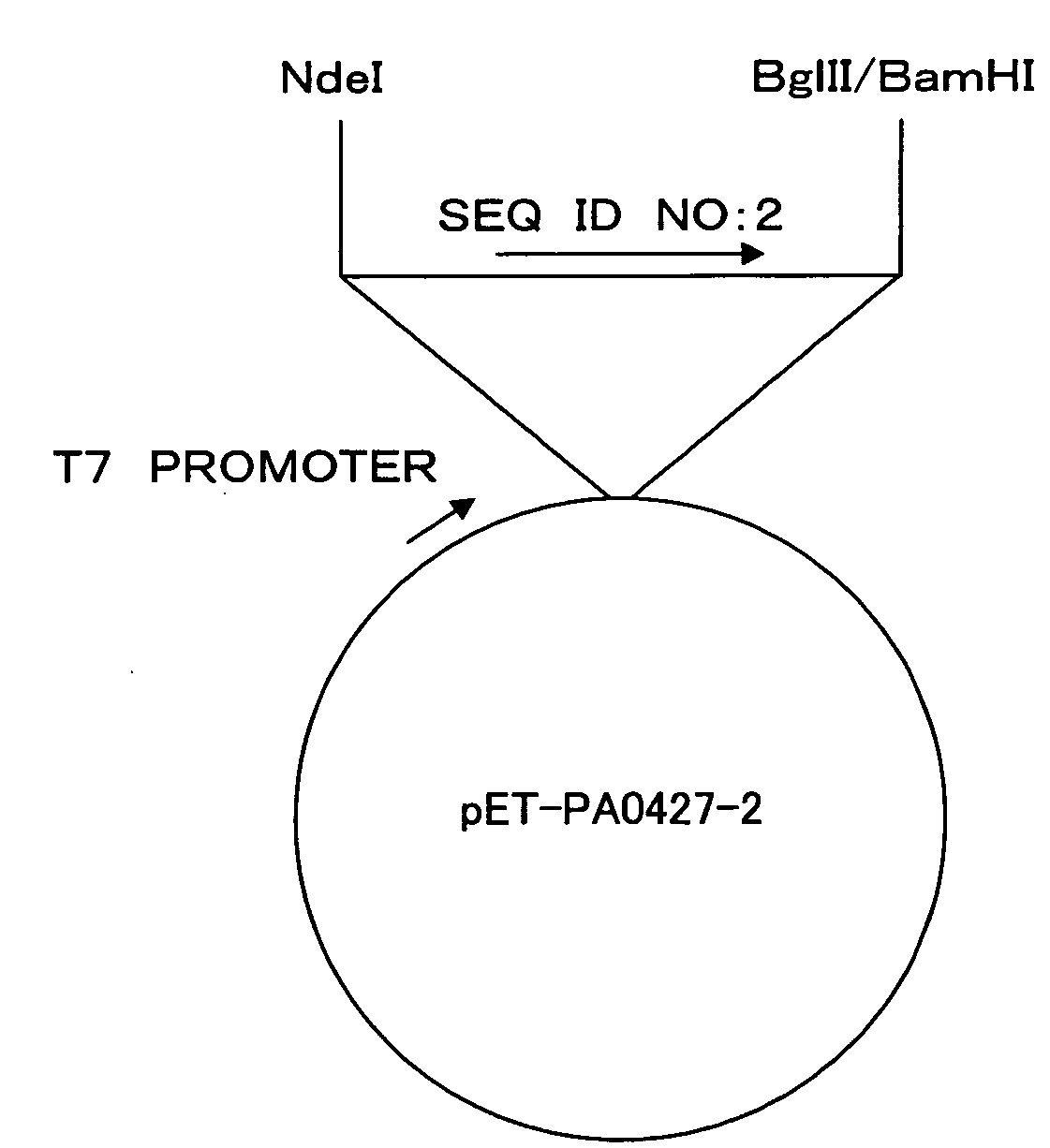 Pseudomonas Aeruginosa Outer Membrane Protein PA0427