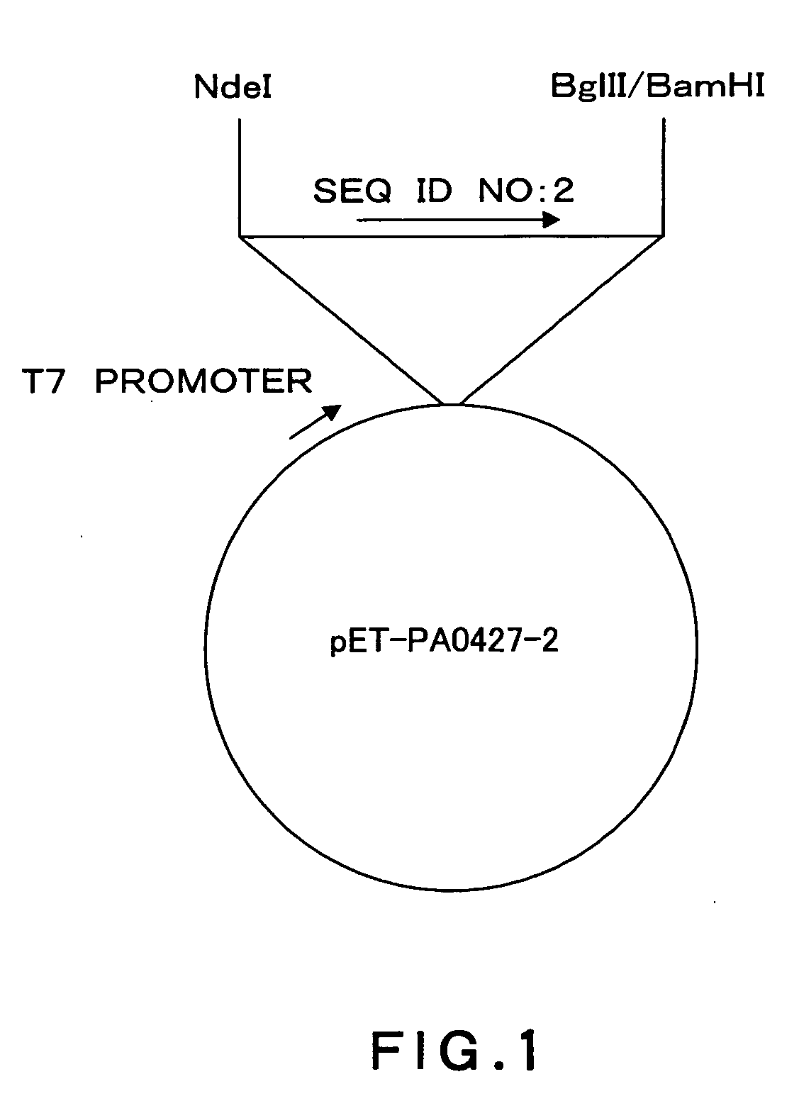 Pseudomonas Aeruginosa Outer Membrane Protein PA0427