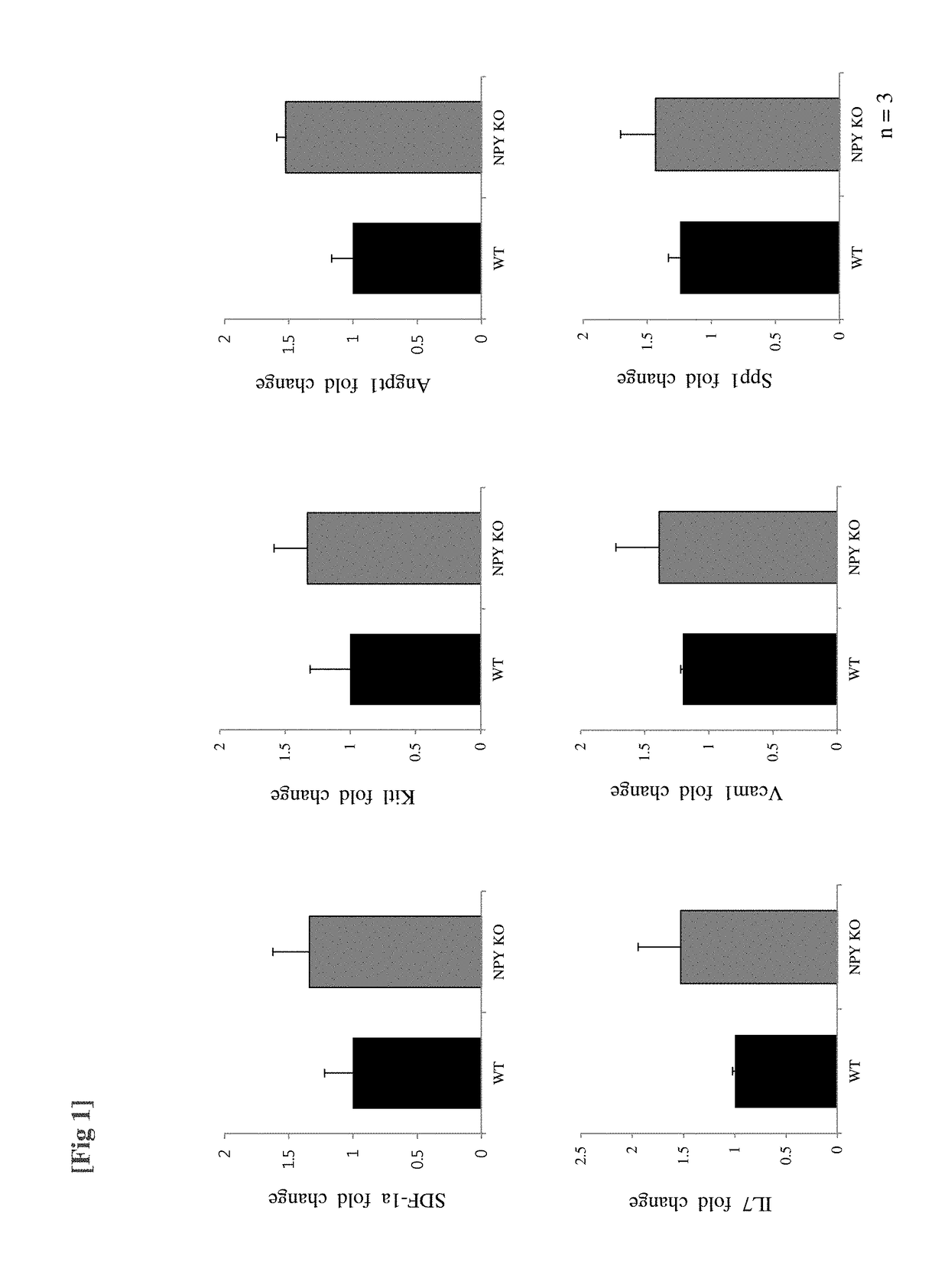 Pharmaceutical composition for preventing or treating osteoporosis which comprises neuropeptide Y as active ingredient