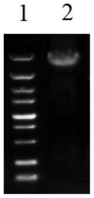 TMPRSS2 mutant protein, expression carrier and expression engineering bacterium thereof, preparation method of expression carrier of TMPRSS2 mutant protein, and preparation method of expression engineering bacterium of TMPRSS2 mutant protein