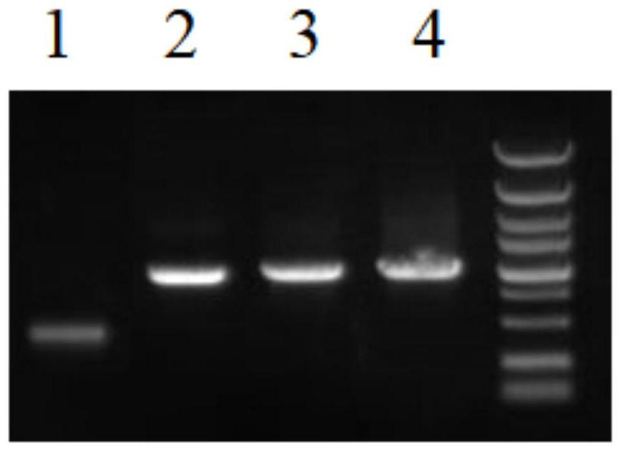 TMPRSS2 mutant protein, expression carrier and expression engineering bacterium thereof, preparation method of expression carrier of TMPRSS2 mutant protein, and preparation method of expression engineering bacterium of TMPRSS2 mutant protein