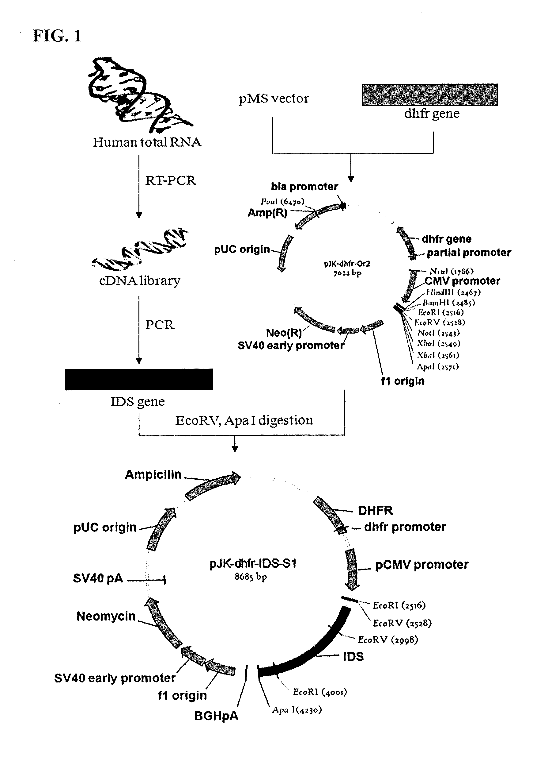 Composition and formulation comprising recombinant human iduronate-2-sulfatase and preparation method thereof