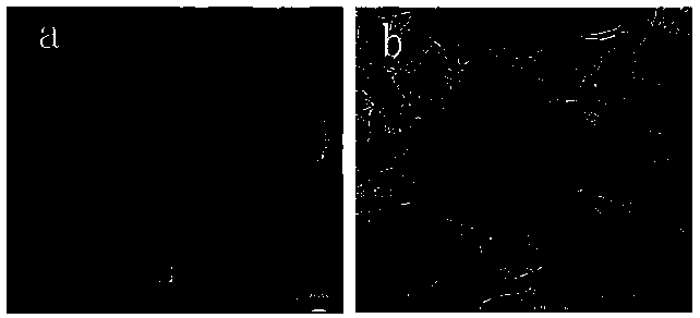 Preparation method of molybdenum sulfide/three-dimensional macroporous graphene and lithium ion battery negative electrode material