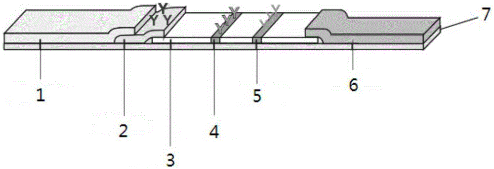 Preparation and application of immunochromatography method and test paper for quantitative detection of prealbumin